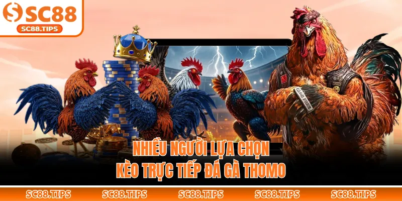 Nhiều người lựa chọn kèo trực tiếp đá gà Thomo